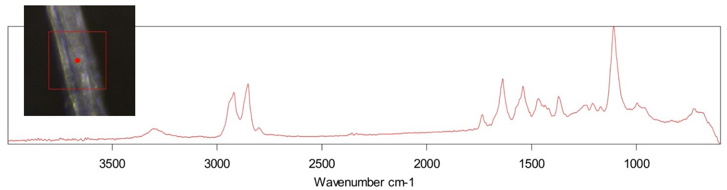 IL-21_Nylon Polymerfaser