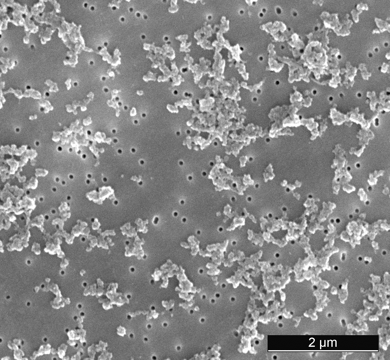 IL-17: Particle Size Analysis by Laser Diffraction